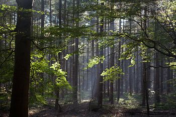 Ochtendlicht in het Bos