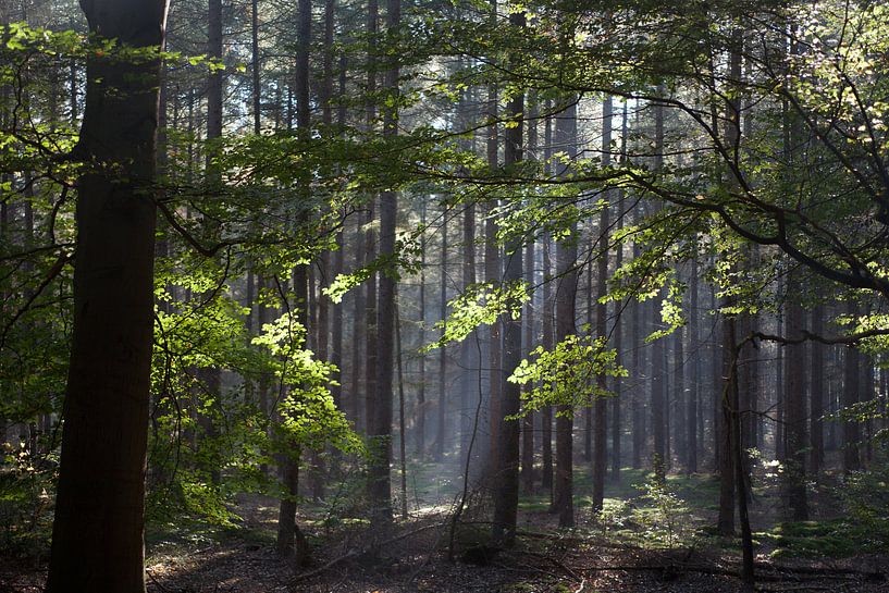 Sunbeams in the forest by Arthur van Iterson