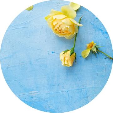 Gele Rozen, roos op een blauwe achtergrond van BeeldigBeeld Food & Lifestyle