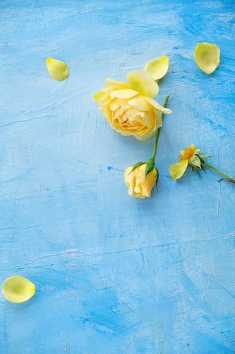 Roses jaunes, rose sur un fond bleu