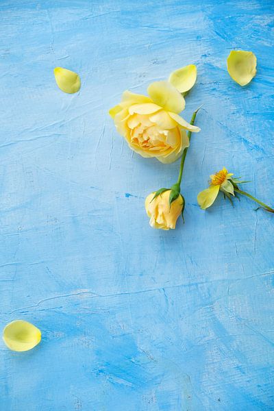 Yellow roses on light blue surface by BeeldigBeeld Food & Lifestyle