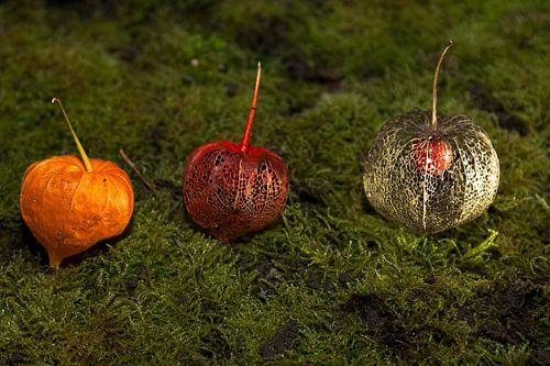 L'éphémère de la lanterne sur Jan Tuns