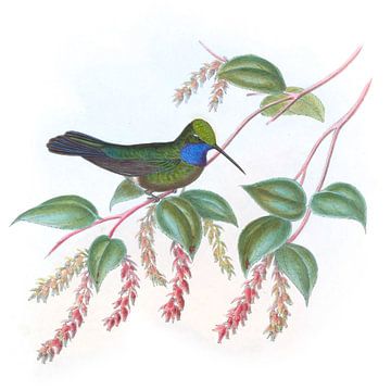 Sabre-Wing van Villavicencio, John Gould van Hummingbirds