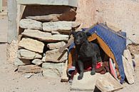 Boliviaans hondje von Marieke Funke Miniaturansicht