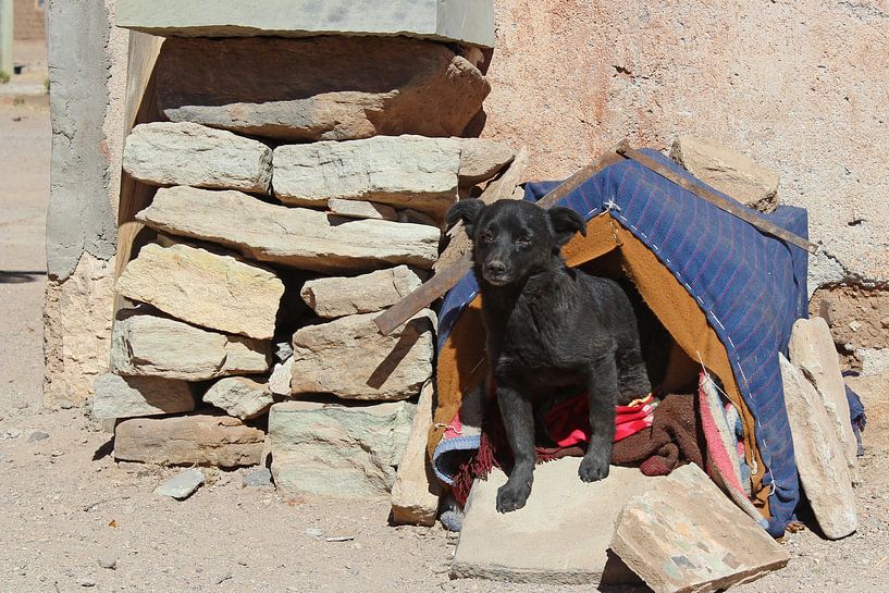 Boliviaans hondje von Marieke Funke