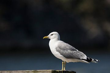 Common Gull by Guido Rooseleer