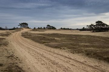 Landschap, Kootwijkerzand, Nederland van Imladris Images