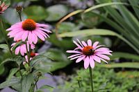 Hommel op Zonnehoed