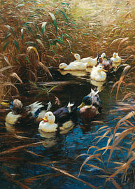 Ducks van Antonije Lazovic