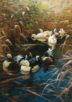 Ducks