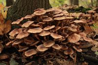 paddenstoelengroep in het bos