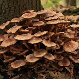 paddenstoelengroep in het bos van nikita van der Starre- Zagers