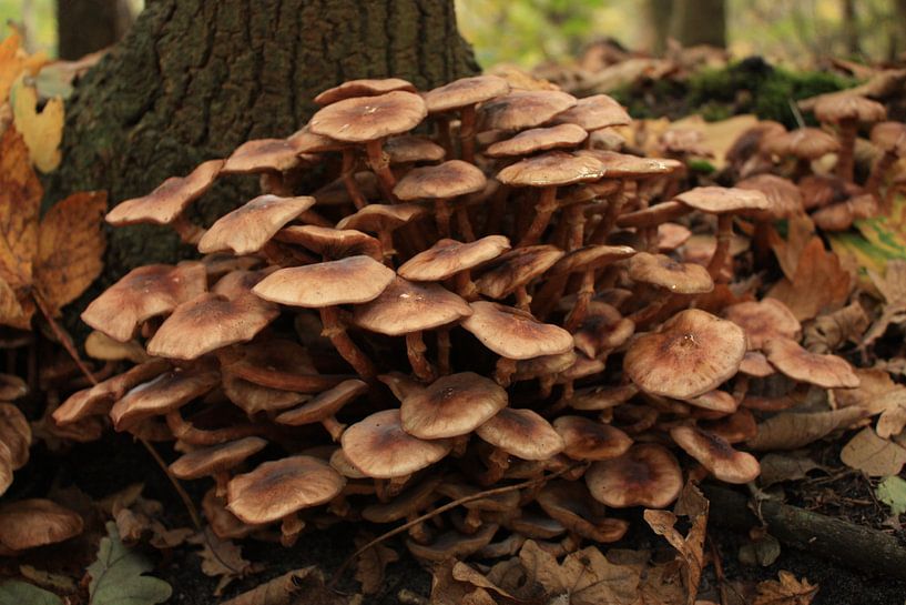 paddenstoelengroep in het bos von nikita van der Starre- Zagers