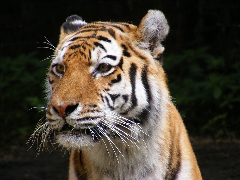 Tijger n gedachten van Diana Waardijk