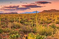 Sonnenuntergang im Saguaro National Park von Henk Meijer Photography Miniaturansicht