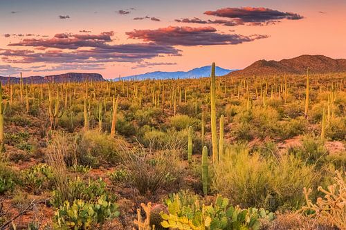 Sonnenuntergang im Saguaro National Park von Henk Meijer Photography