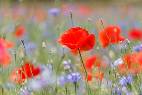 Field with poppies and cornflowers