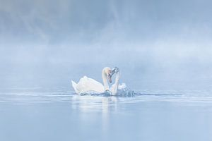 L'amour des cygnes