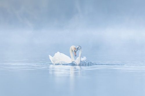 Swan love by natascha verbij