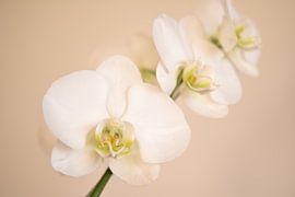 White orchid with soft background by Christian Peters