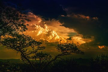 Zonsondergang door de bomen van Rolf Linnemeijer