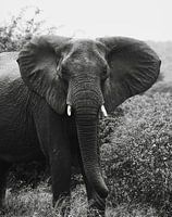 Éléphant d'Afrique du Sud