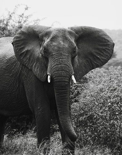 Zuid-Afrikaanse Olifant