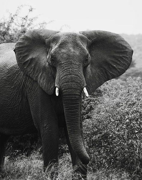 Éléphant d'Afrique du Sud par Emma Mermans