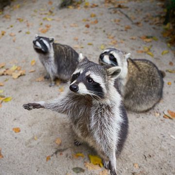 begging raccoon family