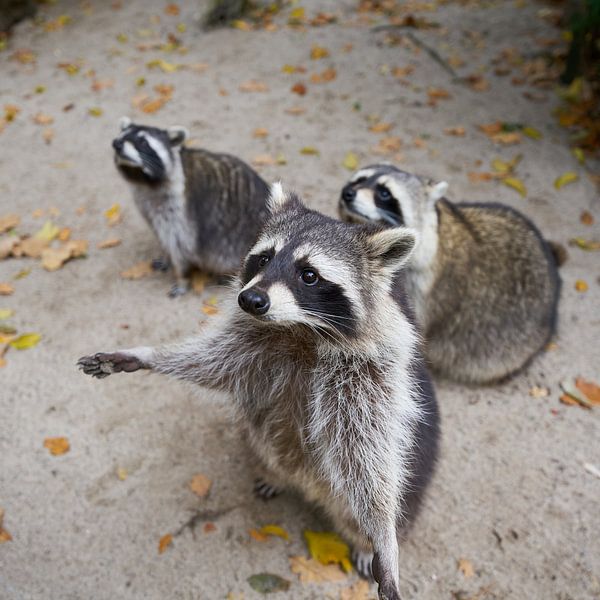begging raccoon family by Heiko Kueverling