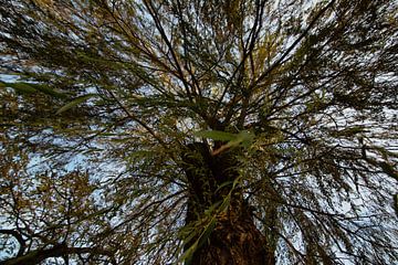 natuurbomen water zon van Johnny Flash