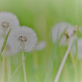 Paardenbloem met parachuutjes van Frank Ubachs fotografie