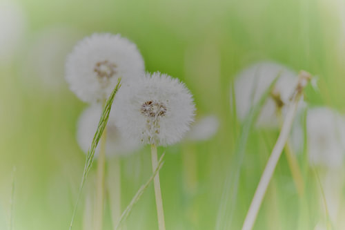 Paardenbloem met parachuutjes