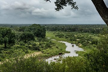 Olifanten in de rivier van Klaserie Nature Reserve, Zuid-Afrika van Paula Romein
