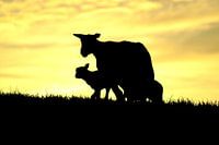 Schaapjes op de Knardijk