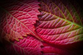 Herbstfarben 4 von Jaap Tanis