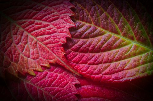 Couleurs d'automne 4