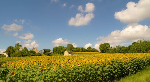 Typisch Frankrijk ( Veld met zonnebloemen en een oud huisje tegen een fraaie wolkenlucht)