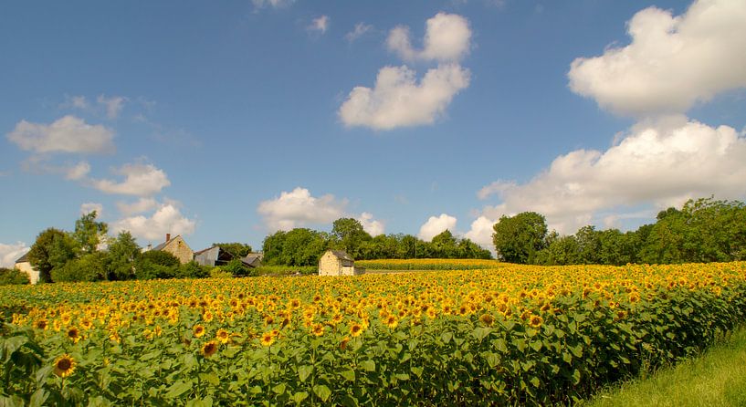 Typical France ( Field with sunflowers and an old house against a beautiful cloudy sky) by Birgitte Bergman