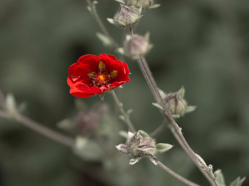 Power of the red flower by DafnePhoto