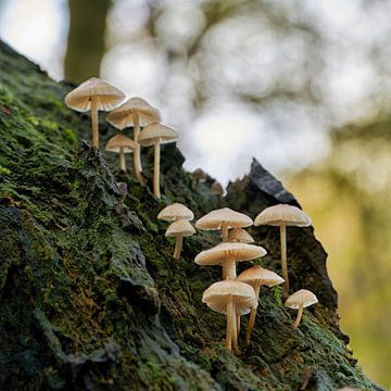 Helmlinge auf einem toten Baumstamm im Wald