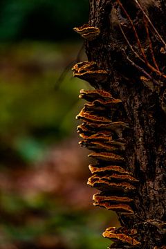 Mushroom on tree stump, at Westhove. by Hartsema fotografie