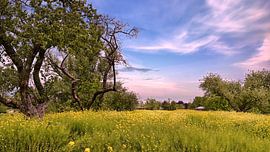 Plötzlich ist der Frühling in seiner ganzen Pracht da. von Z6Focus