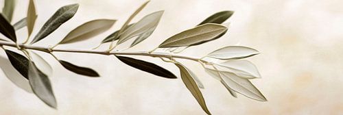 Olive branch in soft colours