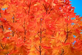 Golden October by Thomas Jäger