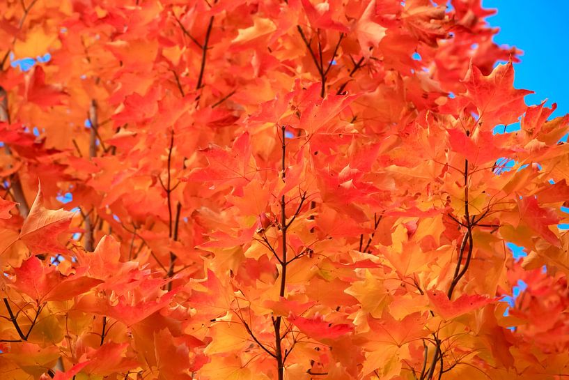 Gouden Oktober van Thomas Jäger