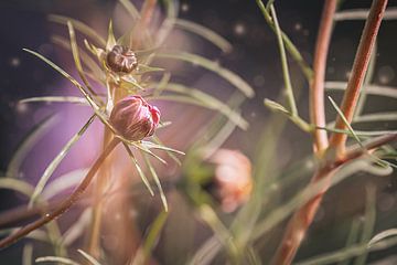 Cosmea bloem in knop | fine art bloemen foto van Eva Capello
