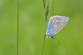 Blauwtje in het groen von Patricia van Nes