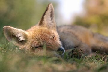 Jong vosje van 6 maandjes oud slaapt in het gras van Jolanda Aalbers