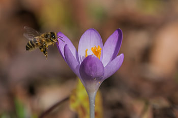 L'abeille y goûte presque.